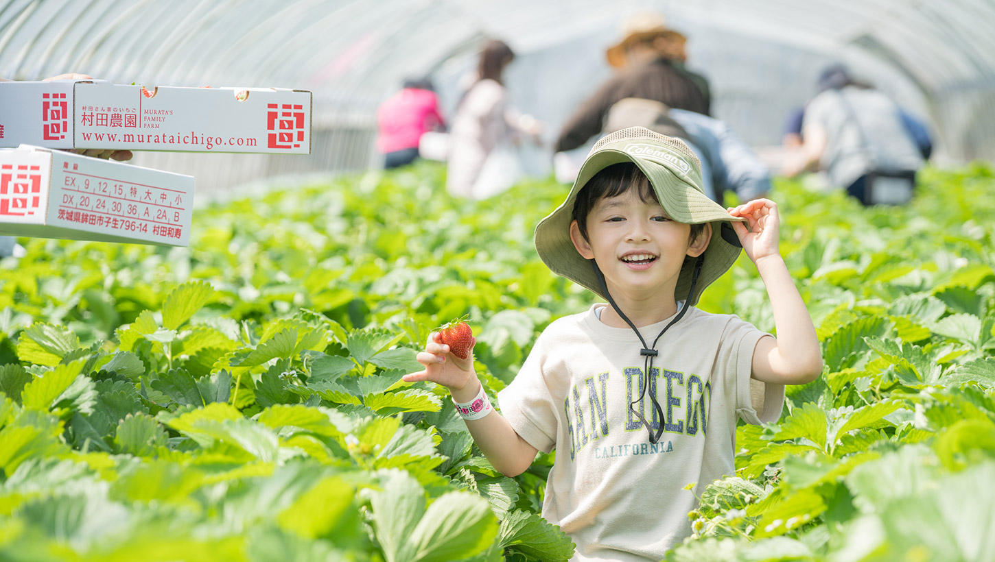 茨城いちご　村田農園